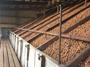 This is a picture of walnuts being dried mechanically in some of our drying bins in 2021
